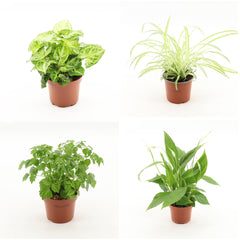 Wholesale Trolley Builder – Build Your Own Houseplant Display