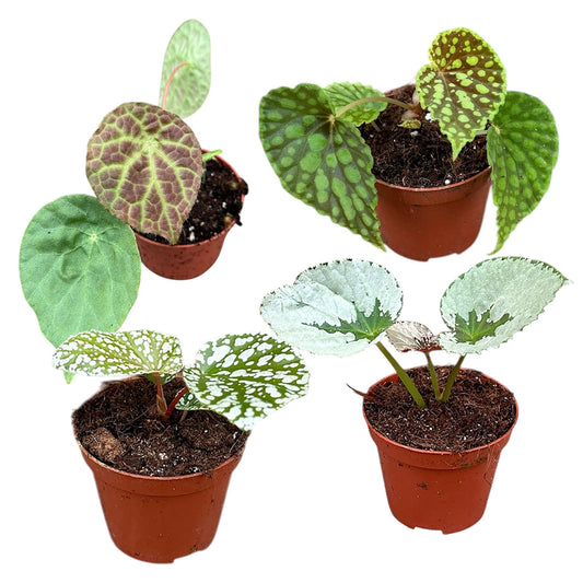 Rare Bengonia Collection 4 x 8cm House Plants