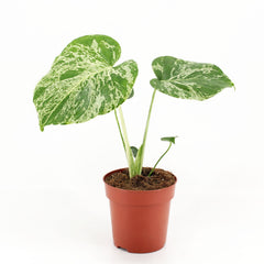 25 - 45cm Monstera Bulbasaur 12cm Pot House Plant