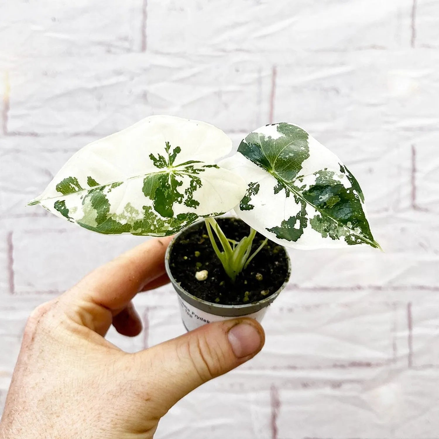 Variegated Alocasia Frydek Elephant Ear Albo Variegata 6cm Pot