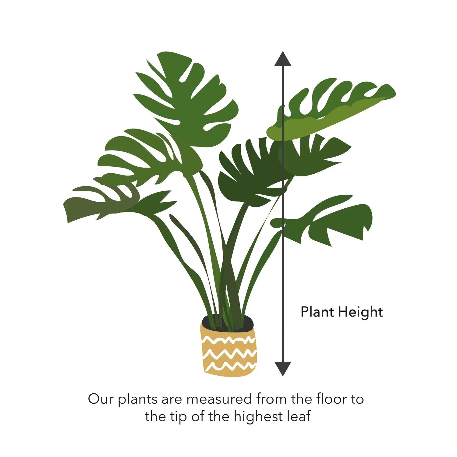 Variegated Alocasia Frydek Elephant Ear Albo Variegata 6cm Pot