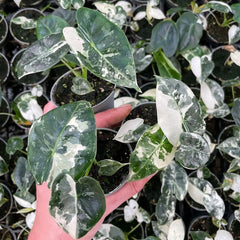 Variegated Alocasia Frydek Elephant Ear Albo Variegata 6cm Pot
