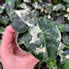 Variegated Alocasia Frydek Elephant Ear Albo Variegata 6cm Pot