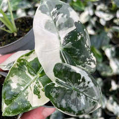 Variegated Alocasia Frydek Elephant Ear Albo Variegata 6cm Pot