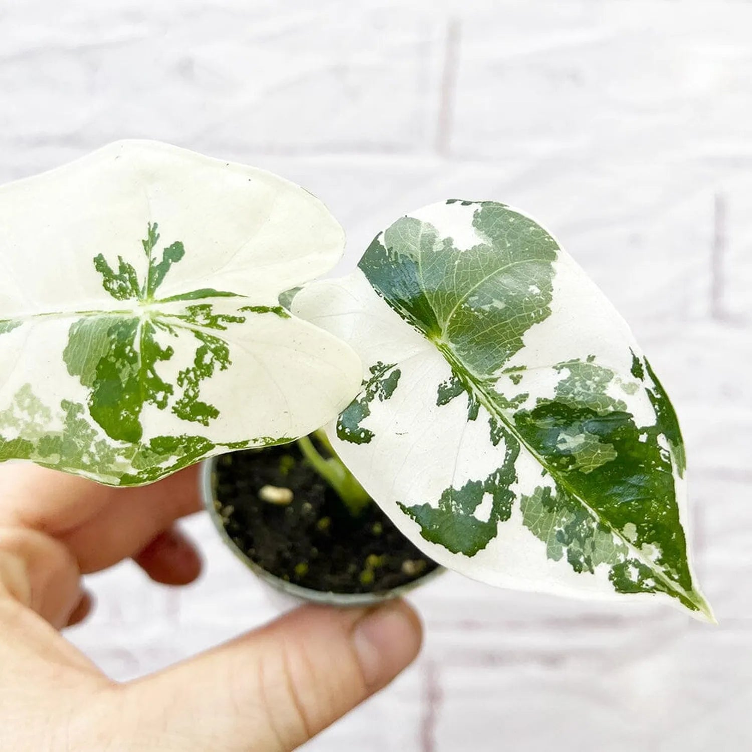 Variegated Alocasia Frydek Elephant Ear Albo Variegata 6cm Pot