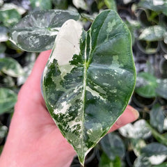Variegated Alocasia Frydek Elephant Ear Albo Variegata 6cm Pot