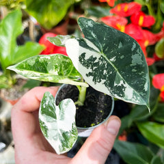 Variegated Alocasia Frydek Elephant Ear Albo Variegata 6cm Pot