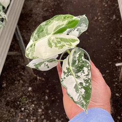 Variegated Alocasia Frydek Elephant Ear Albo Variegata 6cm Pot