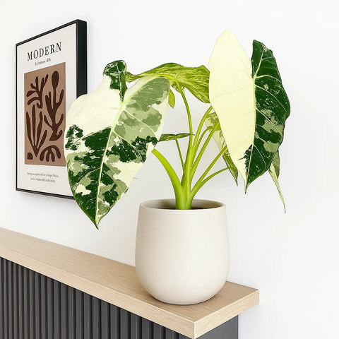 alocasia albo variegata Variegated Alocasia Frydek Elephant Ear Albo Variegata 9cm Pot – Plants For  All Seasons