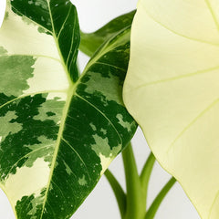 Variegated Alocasia Frydek Elephant Ear Albo Variegata 9cm Pot