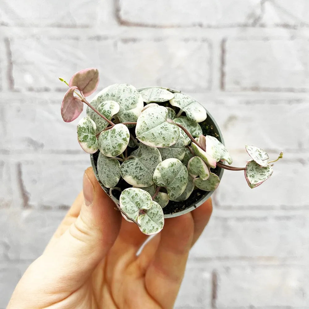 Variegated Ceropegia Woodii String of Hearts House Plant 6cm Pot