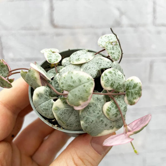 Variegated Ceropegia Woodii String of Hearts House Plant 6cm Pot