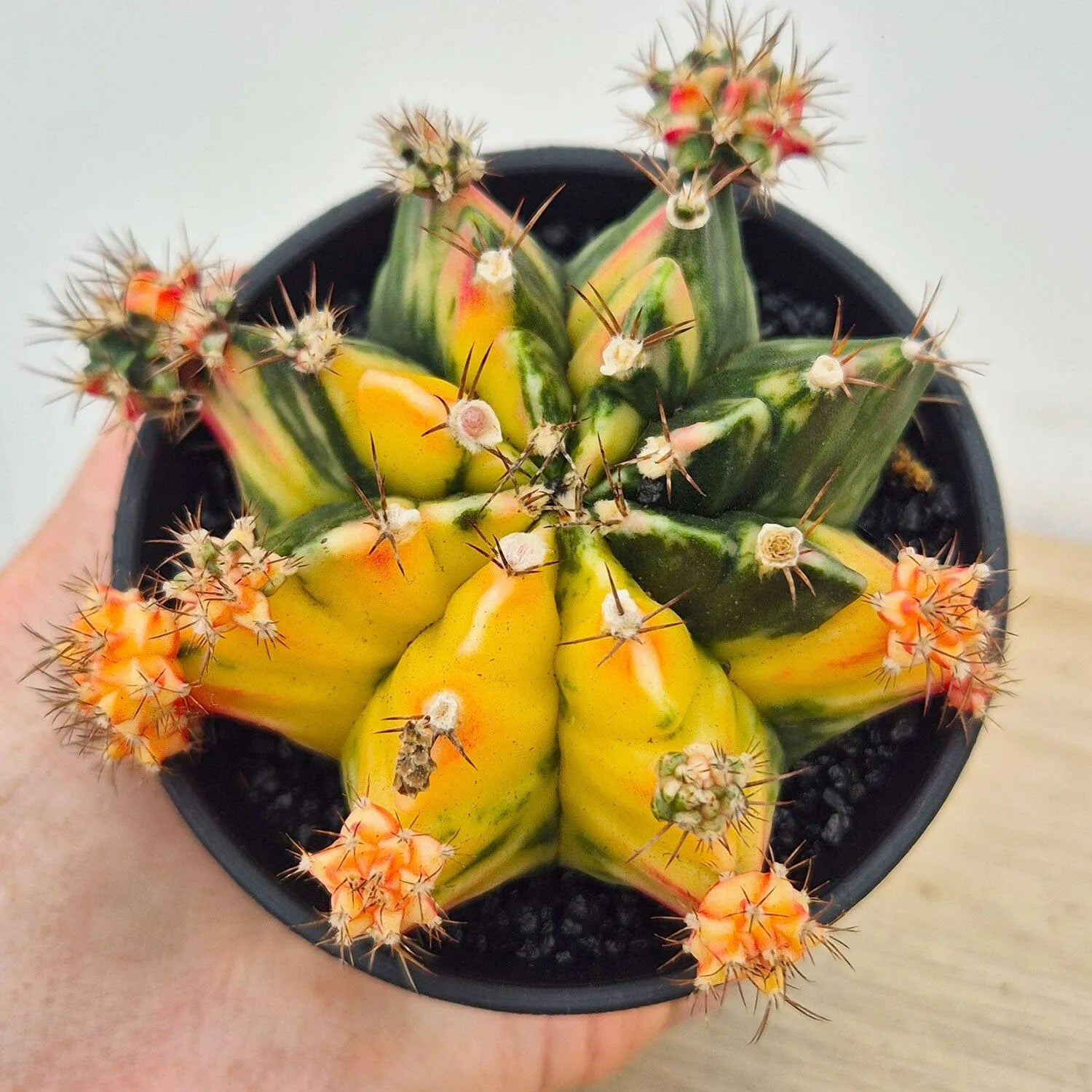 Variegated Gymnocalycium Mixed Cactus House Plant in 10cm Pot