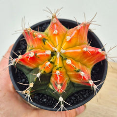 Variegated Gymnocalycium Mixed Cactus House Plant in 10cm Pot
