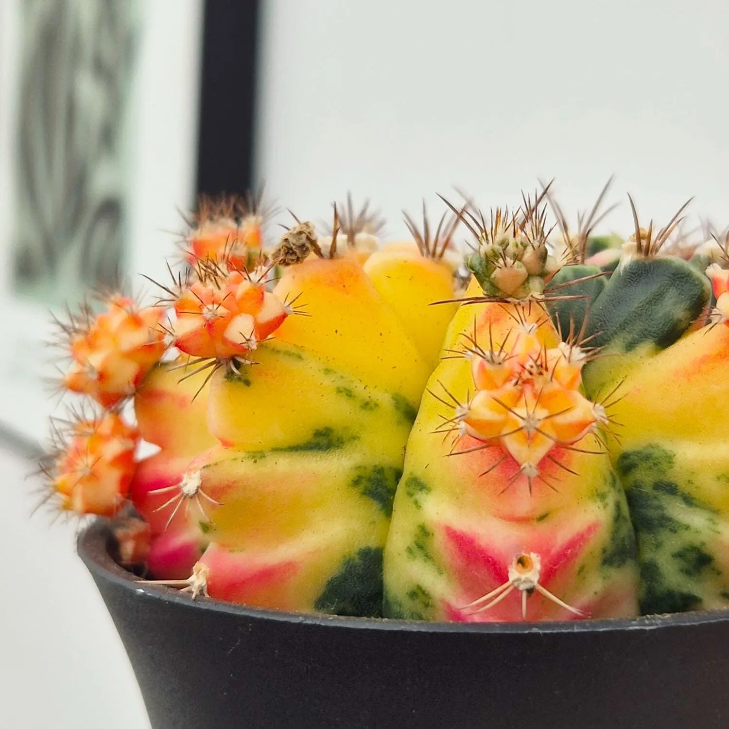 Variegated Gymnocalycium Mixed Cactus House Plant in 10cm Pot