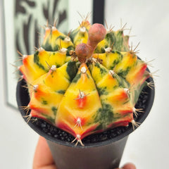Variegated Gymnocalycium Mixed Cactus House Plant in 10cm Pot