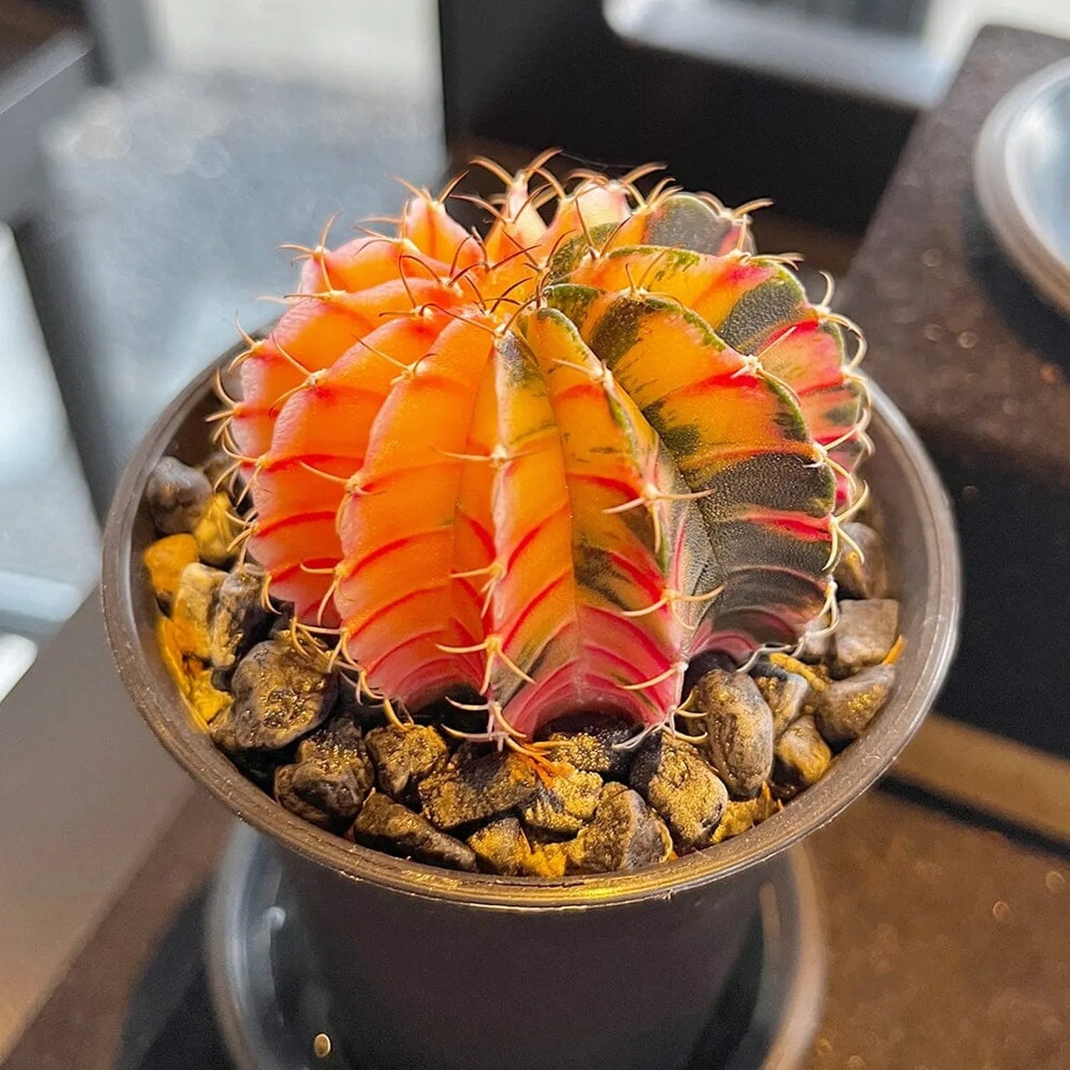 Variegated Gymnocalycium Mixed Cactus House Plant in 10cm Pot