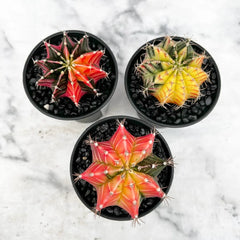 Variegated Gymnocalycium Mixed Cactus House Plant in 10cm Pot