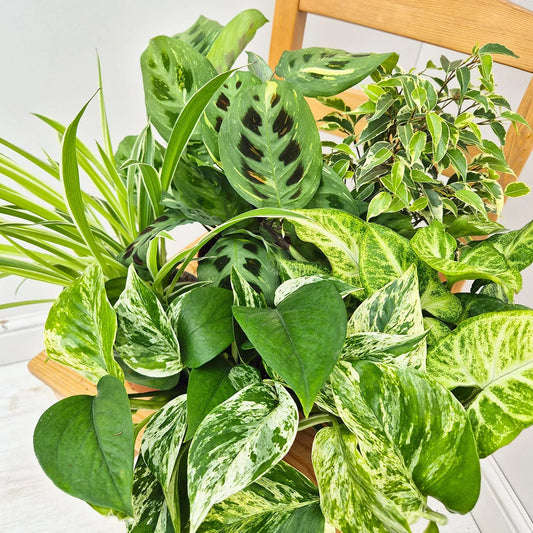 Variegated Houseplant Collection (5 Plants)