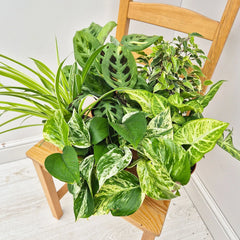 Variegated Houseplant Collection (5 Plants)