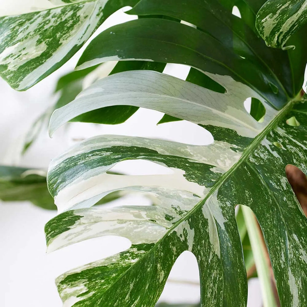 monstera deliciosa albo variegata propagation Variegated Monstera Albo Cutting – Plants For All Seasons