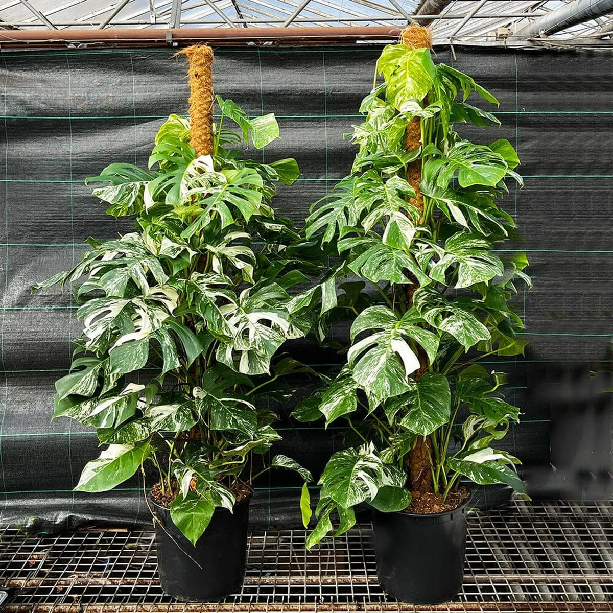 Variegated Monstera Albo Variegata Variegated Cheese Plant Pot House Plants