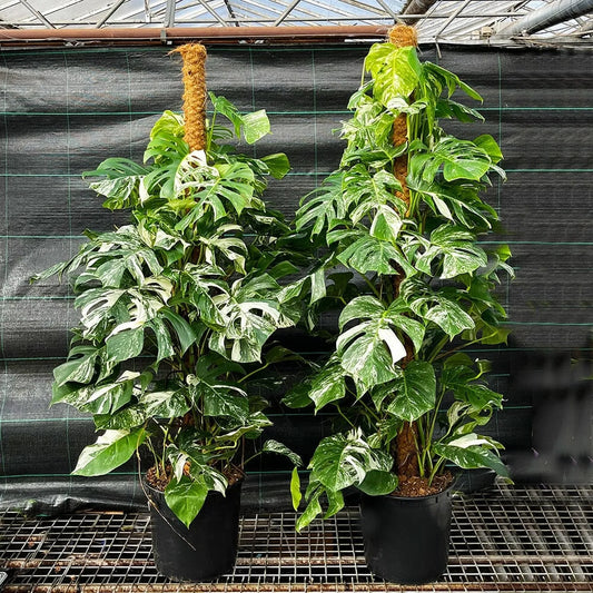 Variegated Monstera Albo Variegata Variegated Cheese Plant Pot House Plants