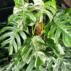 Variegated Monstera Albo Variegata Variegated Cheese Plant Pot House Plants