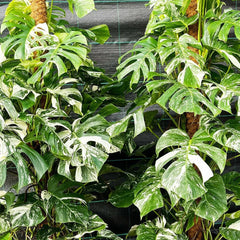 Variegated Monstera Albo Variegata Variegated Cheese Plant Pot House Plants