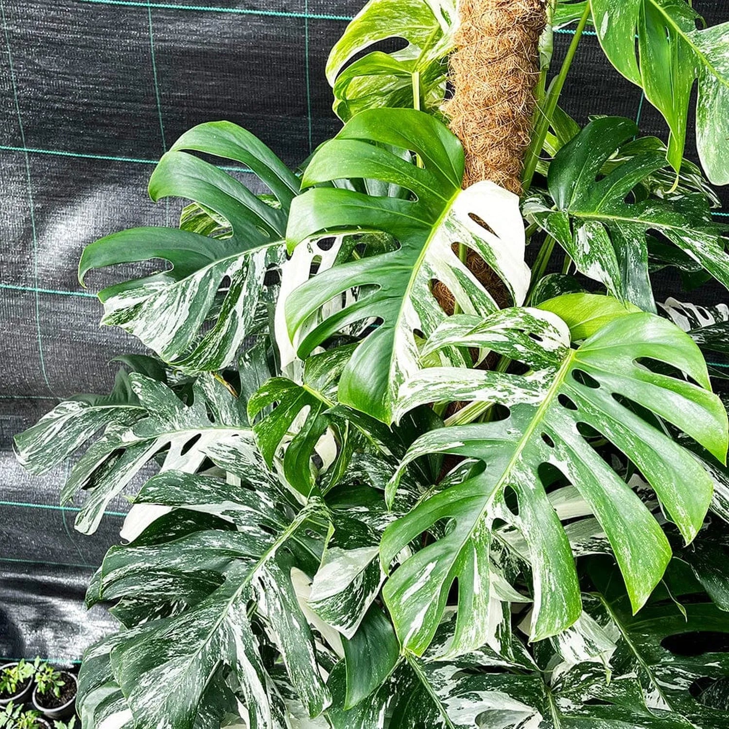 Variegated Monstera Albo Variegata Variegated Cheese Plant Pot House Plants