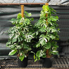 Variegated Monstera Albo Variegata Variegated Cheese Plant Pot House Plants