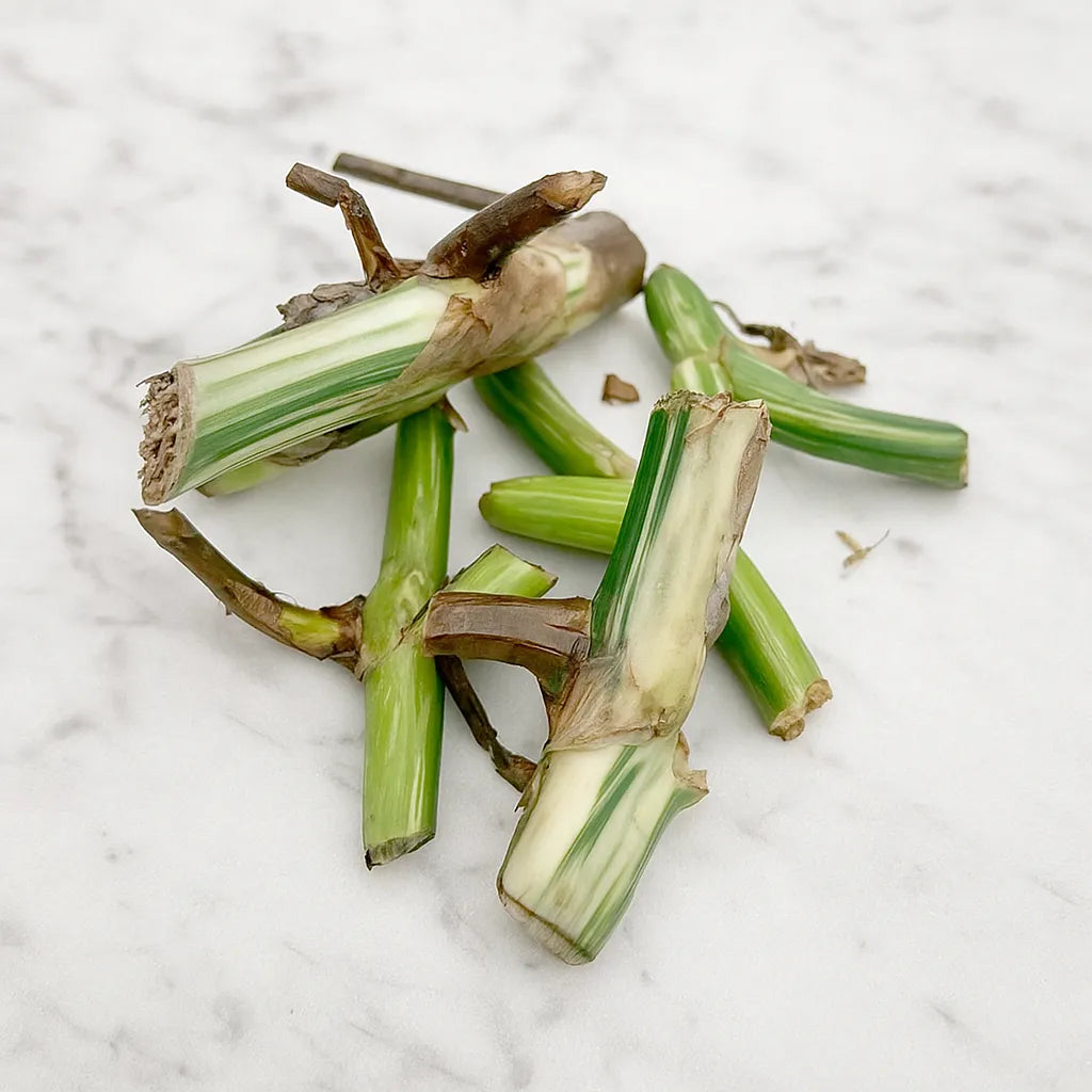 Variegated Monstera Wet Sticks (5 Pack)