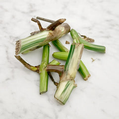 Variegated Monstera Wet Sticks (5 Pack)