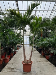 340 - 360cm XXL Veitchia Merrilii 60cm Pot House Plant
