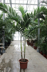 310 - 340cm XXL Veitchia Merrillii 50cm Pot House Plant