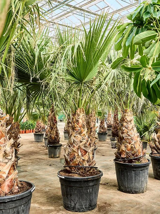 Washingtonia Filifera 65cm Pot 300cm Height Outdoor Tree