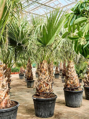 Washingtonia Filifera 65cm Pot 300cm Height Outdoor Tree