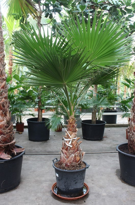 340 - 360cm XXL Washington Robusta 60cm Pot House Plant