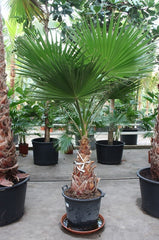 340 - 360cm XXL Washington Robusta 60cm Pot House Plant