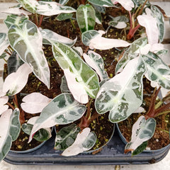 Pink Bambino Alocasia Variegated 8cm Pot