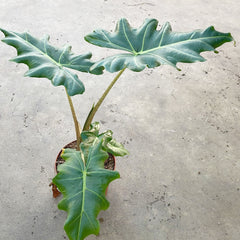 20 - 30cm Alocasia Mandalay House Plant 10,5 cm Pot