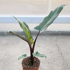 20 - 30cm Alocasia Lauterbachiana House Plant 10,5 cm Pot