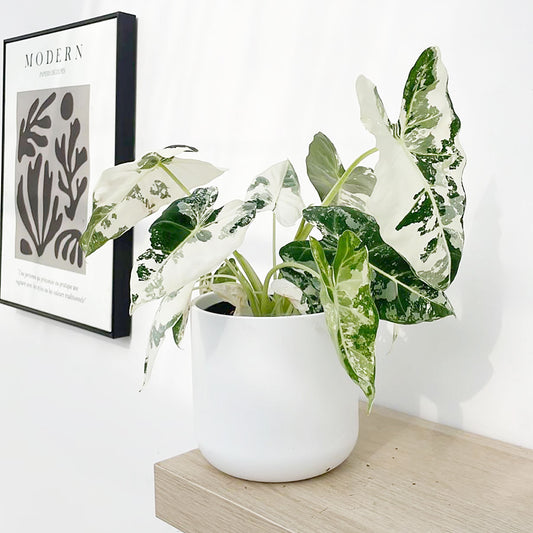 Variegated Alocasia Frydek Elephant Ear Albo Variegata 14cm Pot