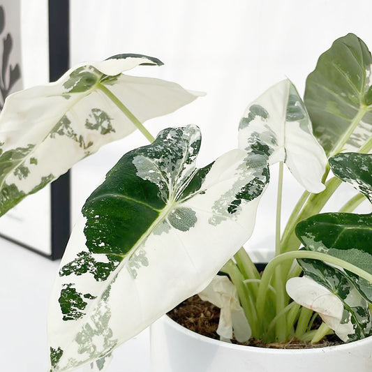 Variegated Alocasia Frydek Elephant Ear Albo Variegata 14cm Pot