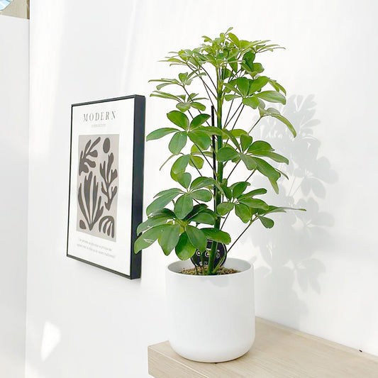 30 - 40cm Schefflera Nora House Plant 13cm Pot