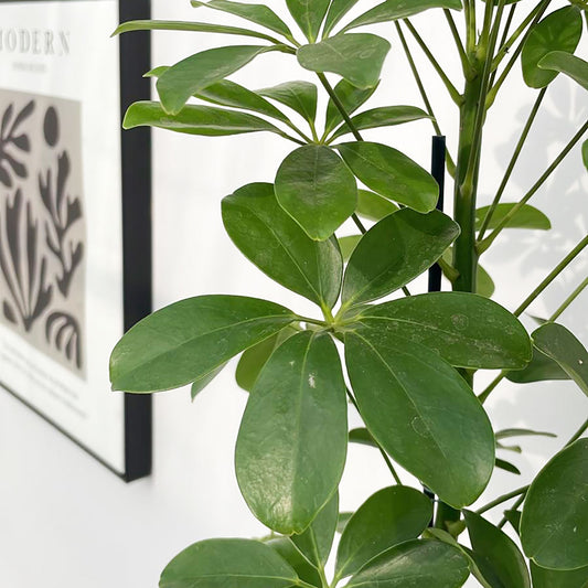 30 - 40cm Schefflera Nora House Plant 13cm Pot
