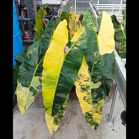 XL 100cm Variegated Philodendron Billietae (Exact Plant) 30cm Pot