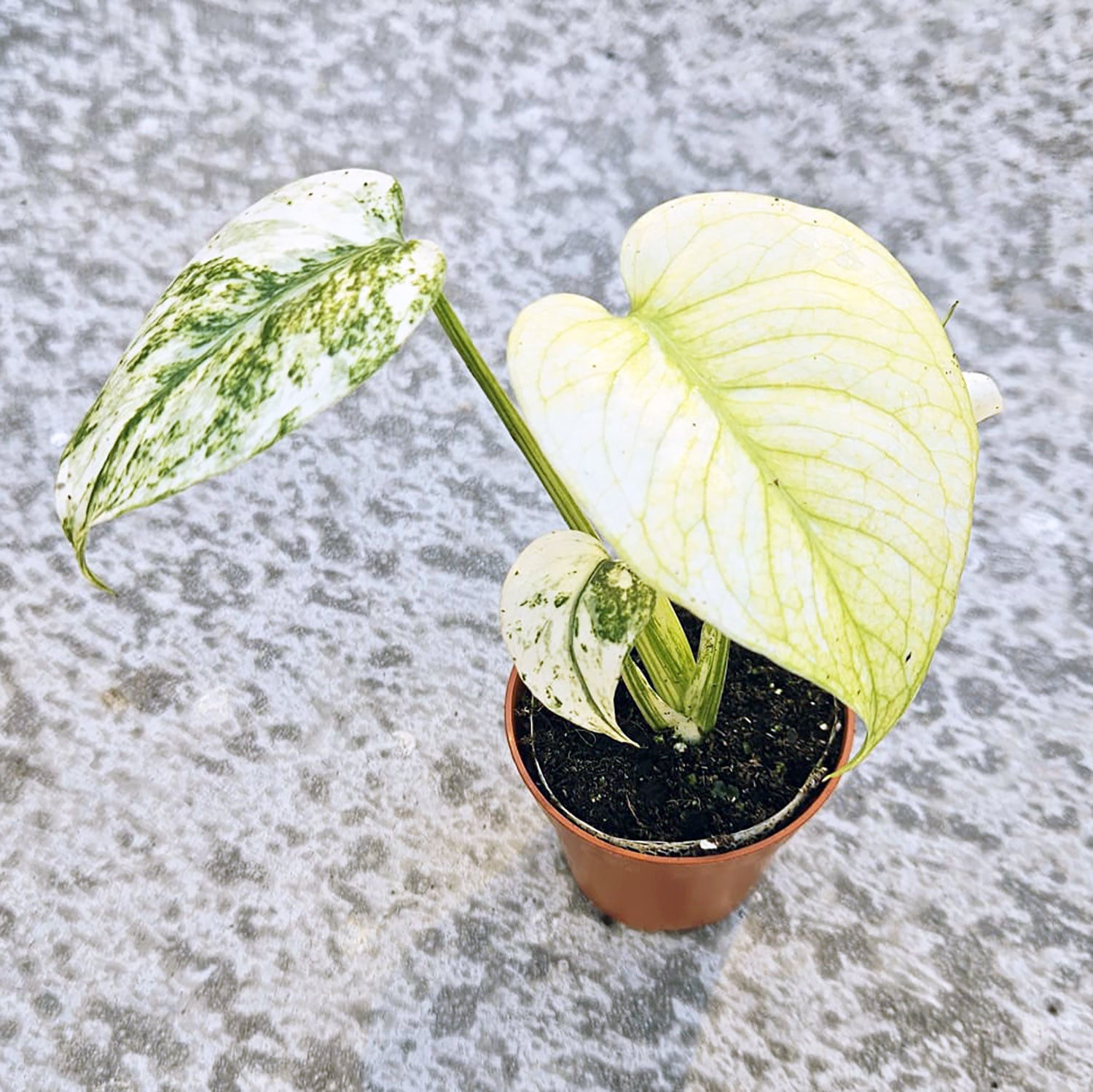 pink lady philodendron Philodendron Pink Princess Houseplant with Planter - Medium ( 7