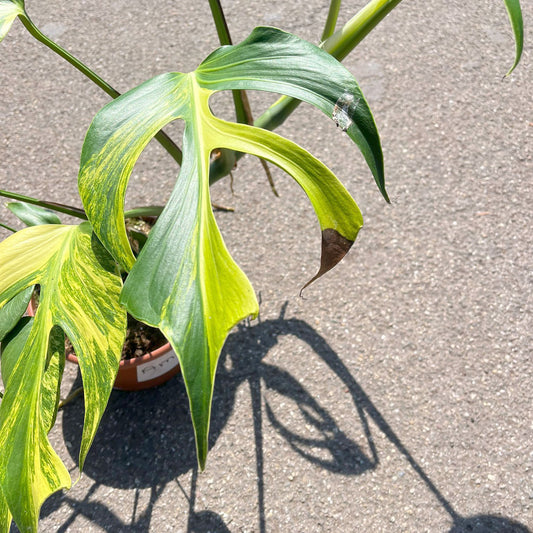 Variegated Burle Marx Flame Monstera House Plant 15cm Pot