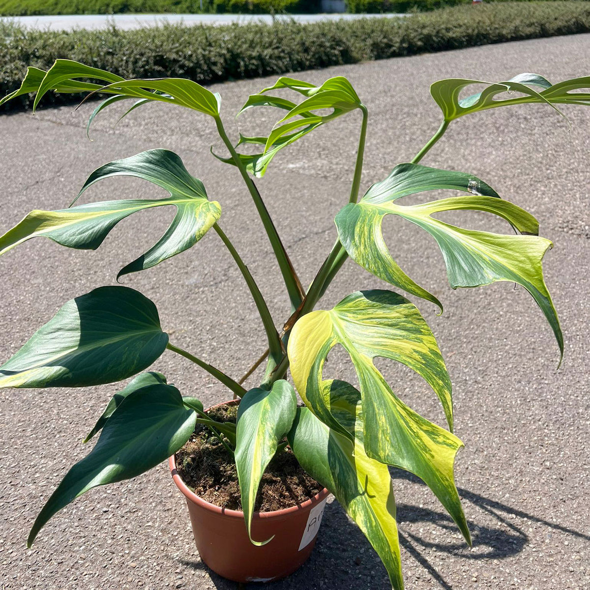monstera burle marx flame variegated Variegated Burle Marx Flame Monstera House Plant 15cm Pot – Plants For All Seasons